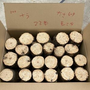 200 soft nala2 2 ps thickness approximately 6~9cm length approximately 14 cm... tree production egg tree Chiba prefecture 