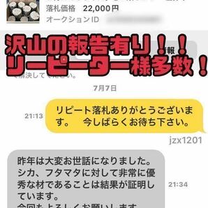 増量椎茸原木の昆虫マット 約50L 埋め込み発酵マットの基材自作派の方向にも 椎茸原木良質のカット屑 118サイズ段ボール満タン 千葉県の画像5