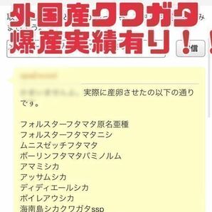 100 規格外 ナラのみ 色虫爆産 超柔らか過ぎや他昆虫穴あり黒ずみ カット余り など 産卵木 千葉県 の画像3