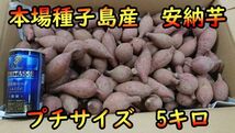 【本場】安納芋 紅プチサイズ　5キロ【種子島産】_画像2