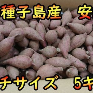 【本場】安納芋 紅プチサイズ 5キロ【種子島産】の画像2