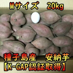 【本場種子島産】安納芋紅Mサイズ 20キロ【ねっとり！完熟！】の画像1