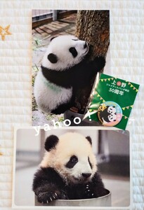 シャオシャオポストカードset 上野動物園 パンダ xiaoxiao シャンシャン