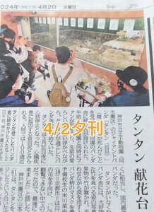 神戸新聞 2024.4.2 王子動物園 タンタン