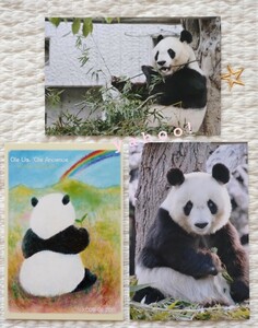 タンタンポストカード 3枚　王子動物園　パンダ旦旦