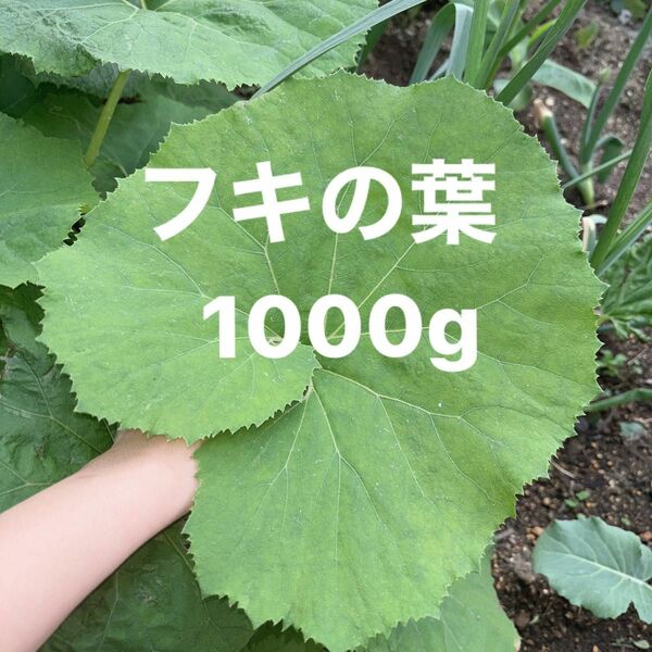 新鮮 農薬不使用　ふきの葉　1000g