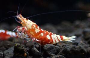 【hizashi-shrimp】C1*レッドファンシータイガー若個体４匹（抱卵雌個体入り）　＊GWアクアリウム応援企画☆１コインスタート＊　