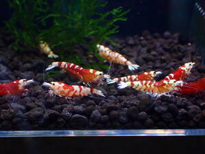 *感謝祭*【hizashi-shrimp】05-レッドファンシータイガー１１匹　★シュリンプアワード参加記念★アクアリウム応援★