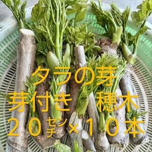 芽付き穂木　タラの芽　２０㌢×１０本　とげなし　栽培用　