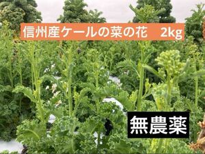 信州産　ケールの菜の花　2kg