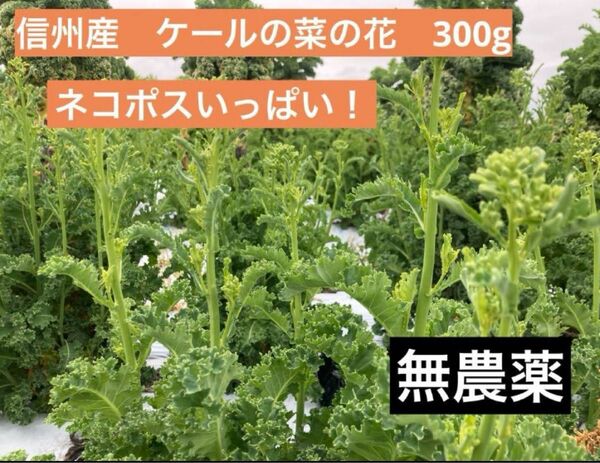 信州産　ケールの菜の花　300g