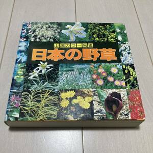 J 1996年発行 「山渓カラー名鑑 日本の野草」