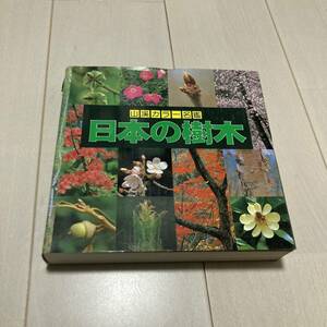 J 1996年発行 「山渓カラー名鑑 日本の樹木」