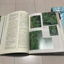 J 1993年初版発行 「日本の野生植物 シダ」_画像6