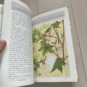 J 1986年発行 「普及版 北海道主要樹木図譜」の画像6