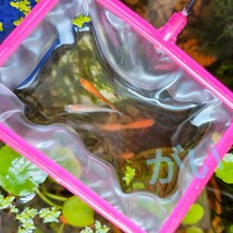 訳あり3本セット 密網 ごみ取りネット 魚を掬う ミジンコ メダカ　金魚　熱帯魚　淡水魚 針子　玉網　タモ網　浮草ネット アクアリウム_画像3