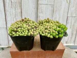 多肉植物 斑入りパリダム２ポット　寄せ植えに。