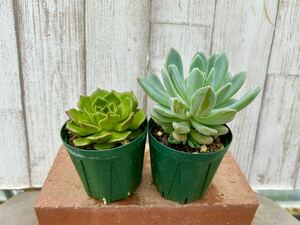 多肉植物 ファイヤーリップ&シーデケリー 寄せ植えに。