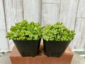 多肉植物 レモータ2ポット 寄せ植えに。