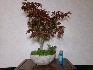  rare beautiful ... popular goods kind ... maple manner . exist light pattern tailoring . manner bonsai height of tree 38 centimeter ( ground . from 31.) change pot 