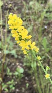  flower kind gold mizhiki wild grasses . root . flower . approximately 5 bead Hokkaido ..