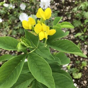 花種 千代萩 センダイハギ 宿根 多年草 約15粒 北海道よりの画像1