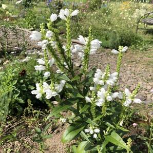 花種 ハナトラノオ 白 多年草 約20粒 北海道よりの画像7