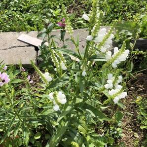 花種 ハナトラノオ 白 多年草 約20粒 北海道よりの画像6