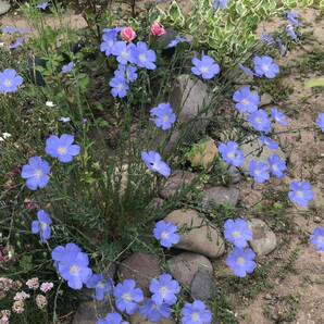 花種 宿根アマ フラックス 花殻約15個以上 素敵！ 北海道よりの画像1