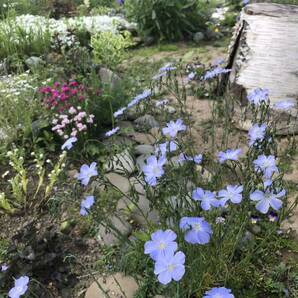 花種 宿根アマ フラックス 花殻約15個以上 素敵！ 北海道よりの画像3