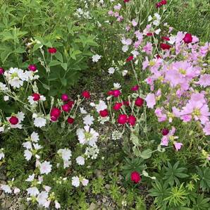 ムスクマロー 種 ピンク 宿根草 可愛い 花殻約10個 北海道よりの画像2