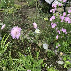 ムスクマロー 種 ピンク 宿根草 可愛い 花殻約10個 北海道よりの画像4