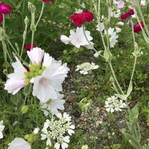 ムスクマロー 種 ピンク 宿根草 可愛い 花殻約10個 北海道よりの画像6