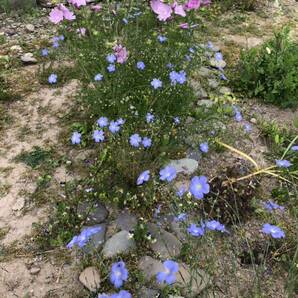 花種 宿根アマ フラックス 花殻約15個以上 素敵！ 北海道よりの画像2