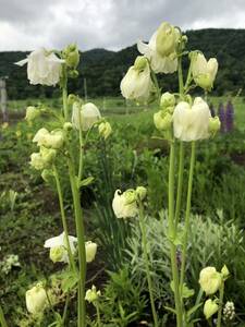 西洋オダマキ　種　白クリーム？　約２０粒　フリルが素敵　宿根草　北海道より