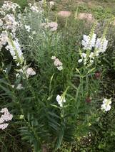 花種　ハナトラノオ　白　多年草　約20粒　北海道より_画像5