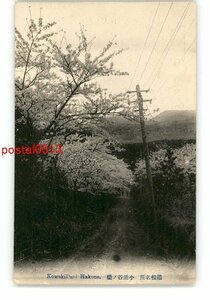 XyG6834●神奈川 箱根名所 小涌谷の桜 *傷み有り【絵葉書】