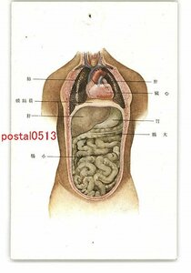 XyQ1120●人体図解アート絵葉書シリーズ その6 *ピン穴有り *傷み有り【絵葉書】
