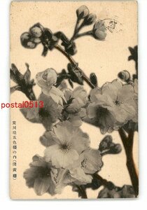 XyS7950●東京 荒川堤五色の内 浅黄桜 *エンタイア *傷み有り【絵葉書】