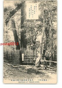 XyU2547●島根 出雲名所 八重垣神社奥の院夫婦杉 *傷み有り【絵葉書】