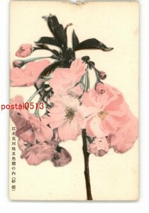 XyU0507●東京 江北荒川堤五色桜の内 緋桜 *傷み有り【絵葉書】