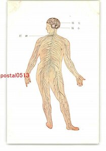 XyW0100●人体解剖図アート絵葉書 全身の神経図 *傷み有り【絵葉書】