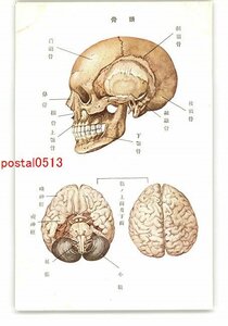 XyW0101●人体解剖図アート絵葉書 骸骨と脳みそ *傷み有り【絵葉書】