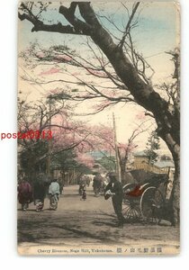 XZJ6811【新規】神奈川 手彩色 横浜野毛山の桜 *傷み有り【絵葉書】