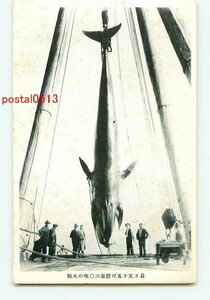P3604●大鯨 長さ55尺60噸 c 【絵葉書】