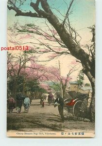 V1641●神奈川 手彩色 横浜野毛山の桜 t 【絵葉書】