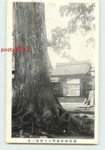 Xb3148●岐阜 南宮神社 裏門の大杉【絵葉書】