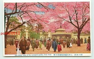 F4982●東京 上野公園動物園前の桜【絵葉書】
