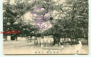 F0840●大阪 浜寺公園 千両松【絵葉書】