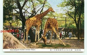 G3344●東京 上野動物園 キリン【絵葉書】